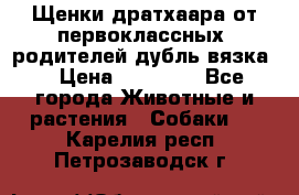 Щенки дратхаара от первоклассных  родителей(дубль вязка) › Цена ­ 22 000 - Все города Животные и растения » Собаки   . Карелия респ.,Петрозаводск г.